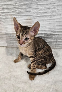 Chaton Rex 2 mois