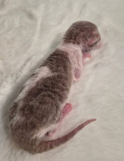 Cybèle et son chaton