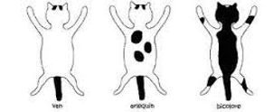Motifs de robe chat Rex