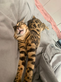 Nala