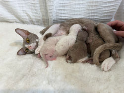 Cybèle et ses chatons