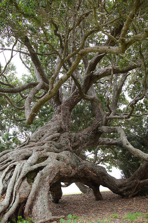 Metrosideros excelsa