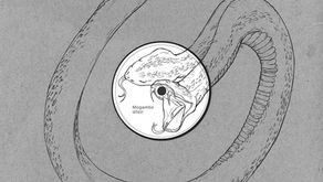Mogambo - Cobra कोबरा [Siamese Twins Records]