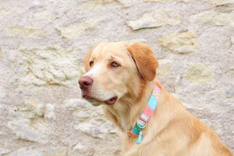 Miniature : COLLIER POUR CHIEN ET CHAT CHAPA
