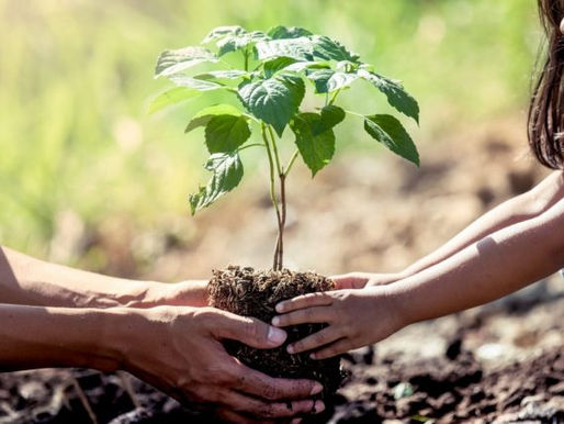 DIA DE FINADOS: PRESIDENTE DA CNBB CONVIDA A PLANTAR ÁRVORES