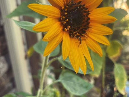 Birthday morning in the garden