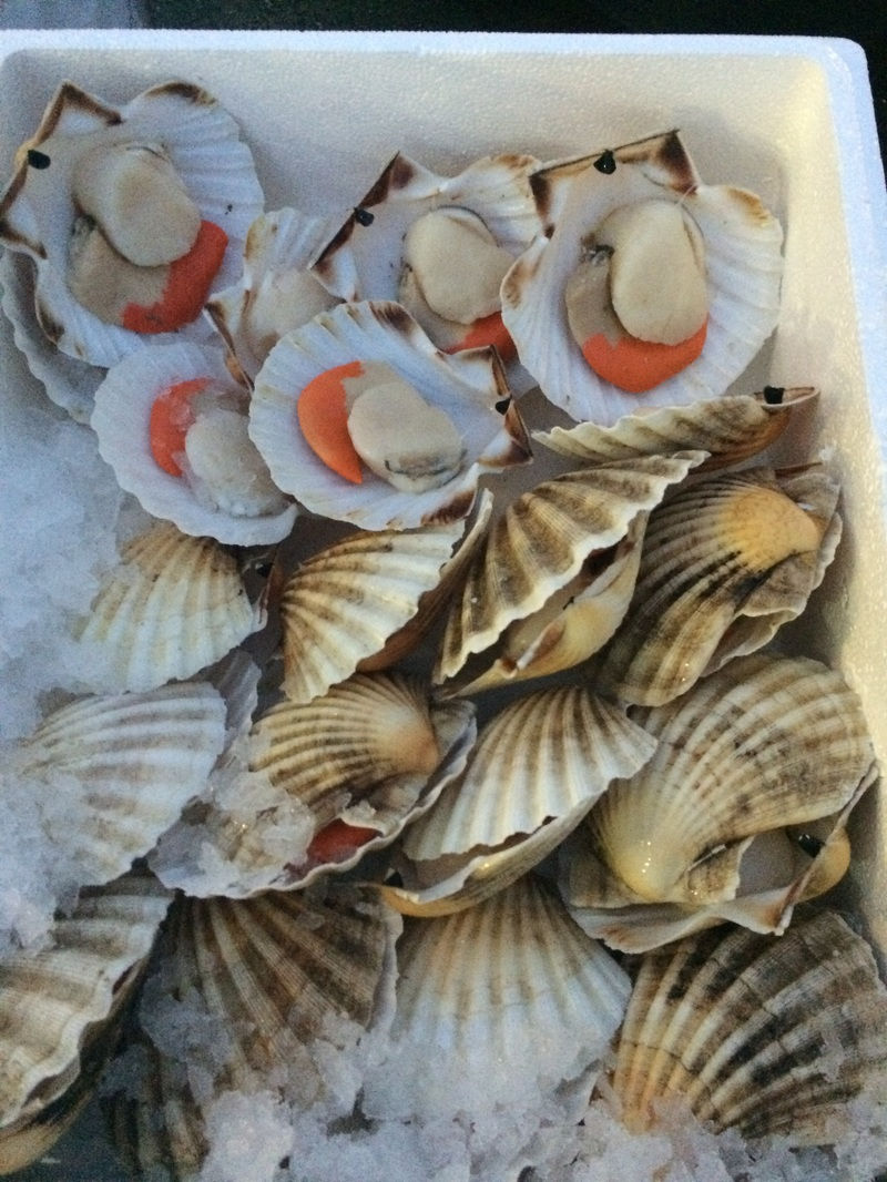 Scallops