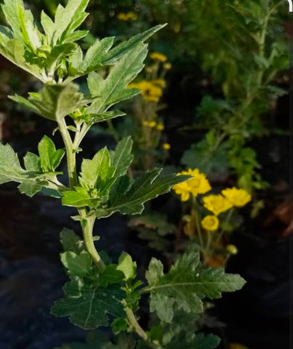 Miniatura: Plantas Medicinales