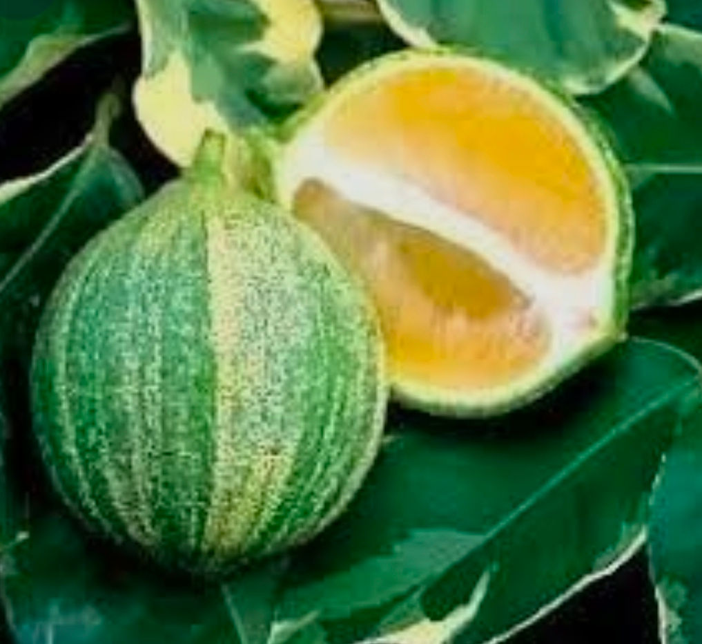 Injerto de Limon Variegado