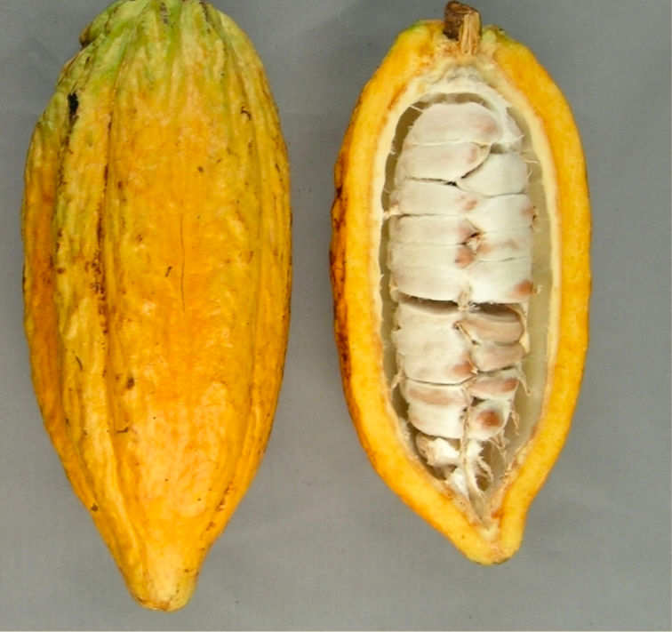 Miniatura: Injertos Cacao Var. TARS