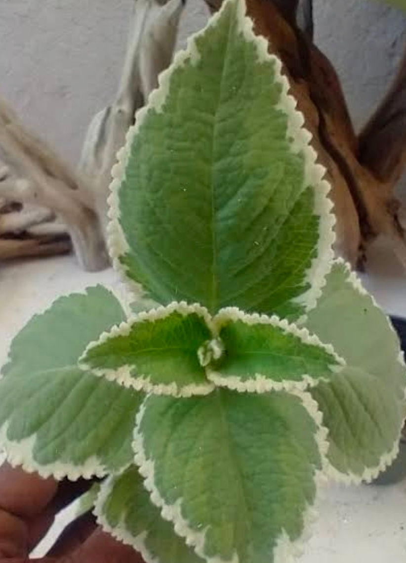 Miniatura: Plantas Medicinales