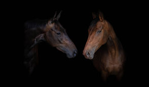 Two dark bay horses share a kiss against a black background , creating a striking portrait of the horses bond. taken by moss photographic in Chipperfield