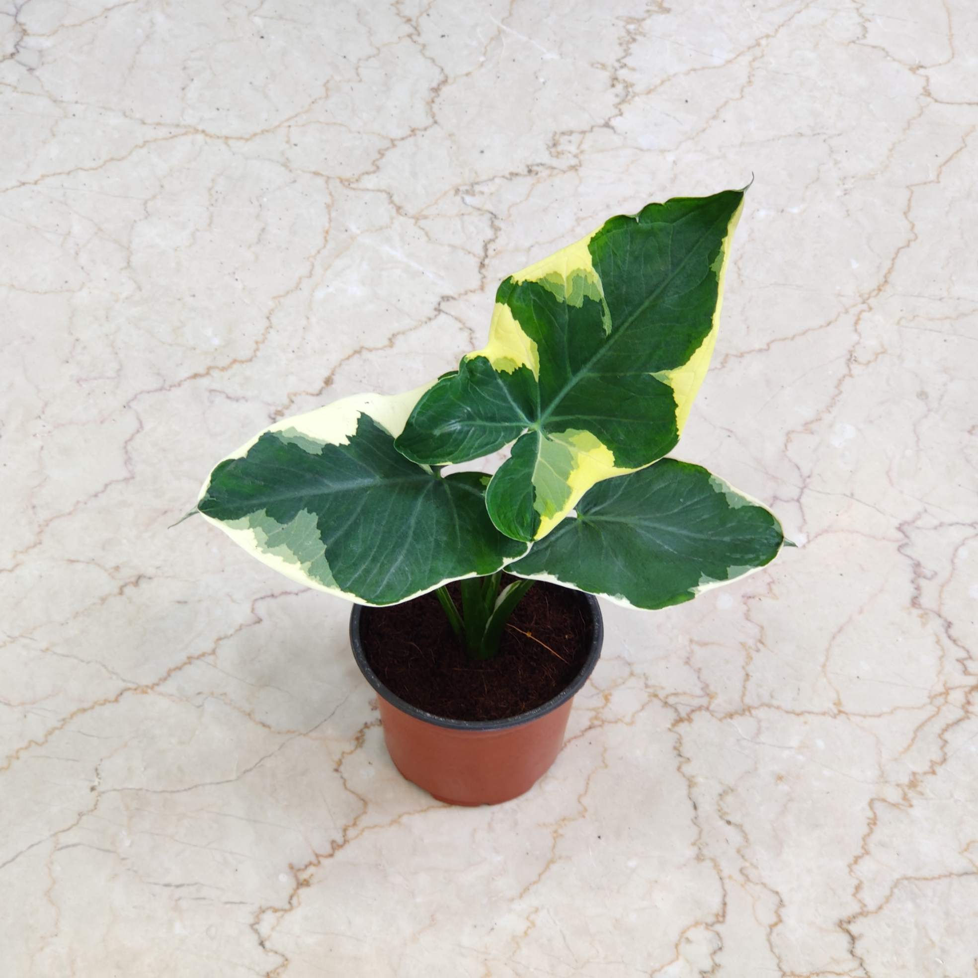 Xanthosoma Mlckey Mouse Plants 12 cm pot