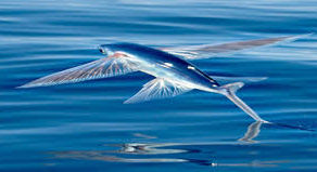 BLOG 24.01.21 - Infections and Flying Fish 