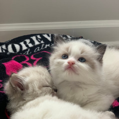 Kaneki - Bi-Color Mitted Ragdoll