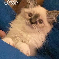 Shio-Lynx Point Mitted Female