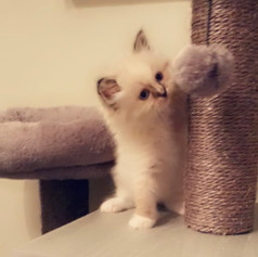 Shio-Lynx Point Female Miited Ragdoll