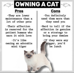 Fun Cat Facts