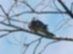 Columba palumbus