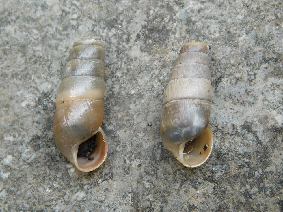 Rumina decollata