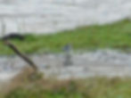 Motacilla alba