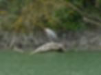 Ardea cinerea