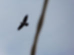 Corvus corax