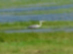 Ardea cinerea