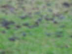 Sturnus vulgaris