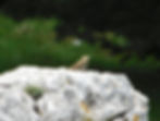 Anthus trivialis