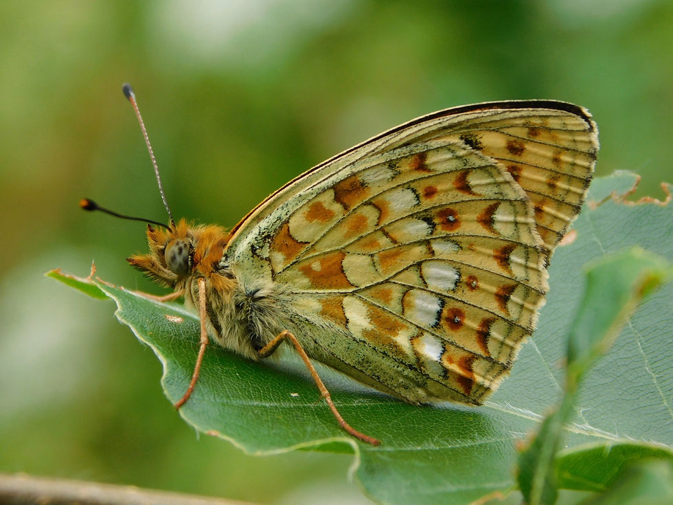 Argynnis niobe