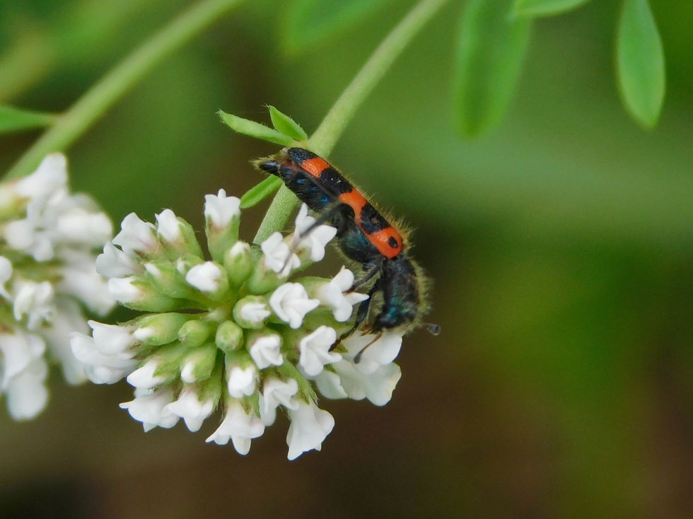 Trichodes leucopsideus