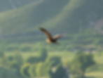 Ardea purpurea