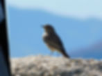 Phoenicurus ochruros