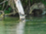 Actitis hypoleucos