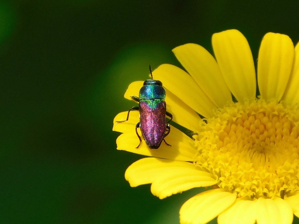 Anthaxia croesus