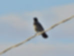 Corvus cornix
