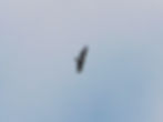Buteo buteo