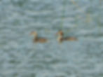 Podiceps cristatus
