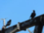 Pyrrhocorax pyrrhocorax