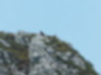 Gyps fulvus