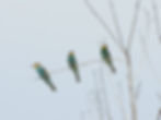 Merops apiaster