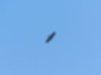 Aquila chrysaetos
