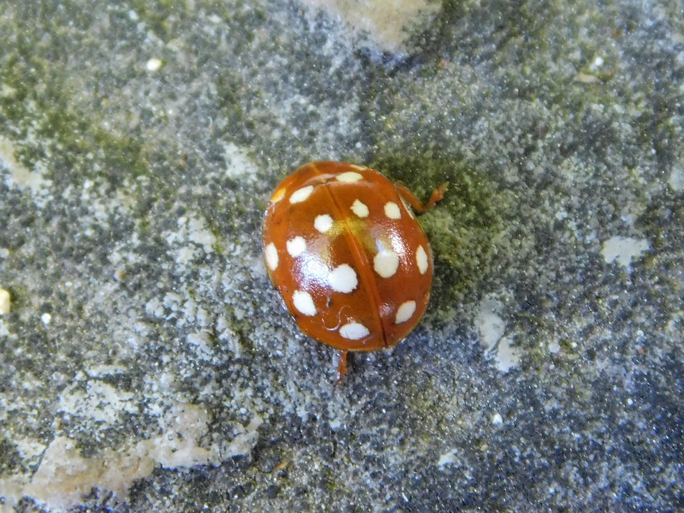 Calvia quatuordecimguttata