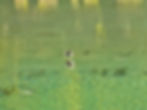 Tachybaptus ruficollis