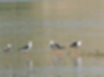 Himantopus himantopus