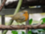 Erithacus rubecula