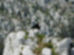 Pyrrhocorax pyrrhocorax