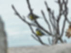 Parus major