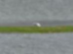 Larus michahellis